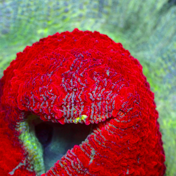 Trachyphyllia MC Lagoon Flame