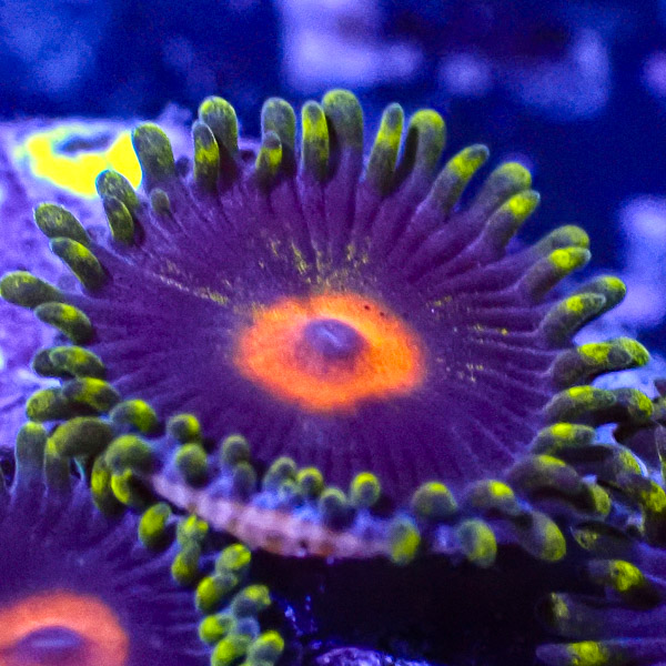 Zoanthus MC Blue Pop