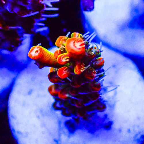 Acropora MC Helios