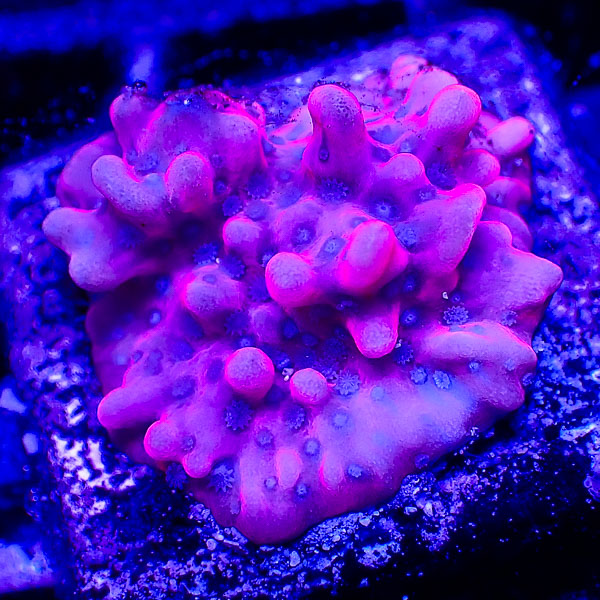 Montipora MC Soft Rose