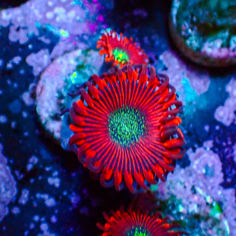 Zoanthus MC Cinder US-Style