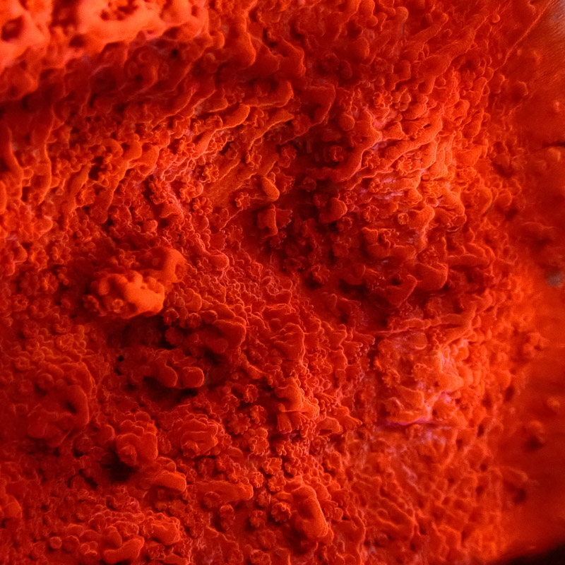 Montipora Rot Frag 22