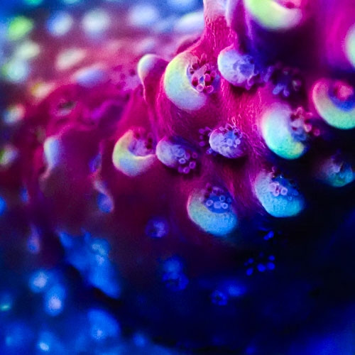 Acropora MC Raspberry Ripple