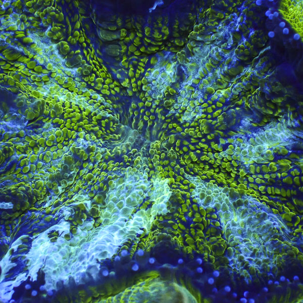 Acanthophyllia MC Kryptonite