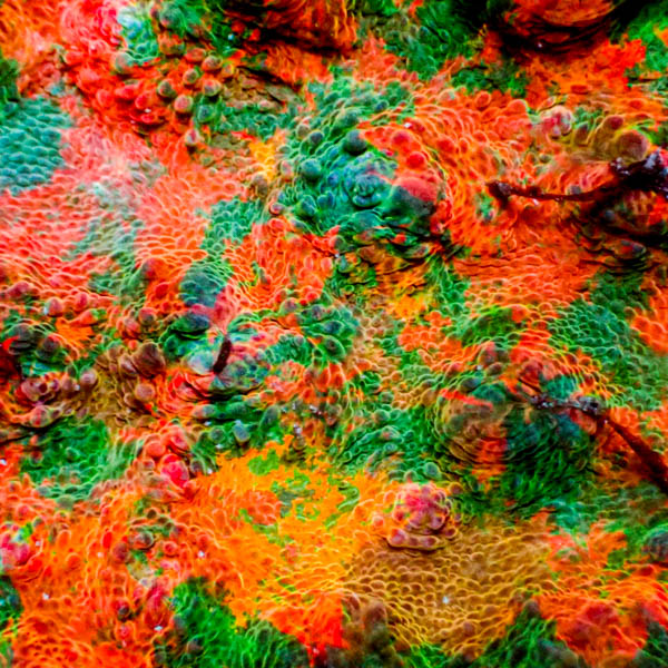 Chalice Rainbow Sherbet