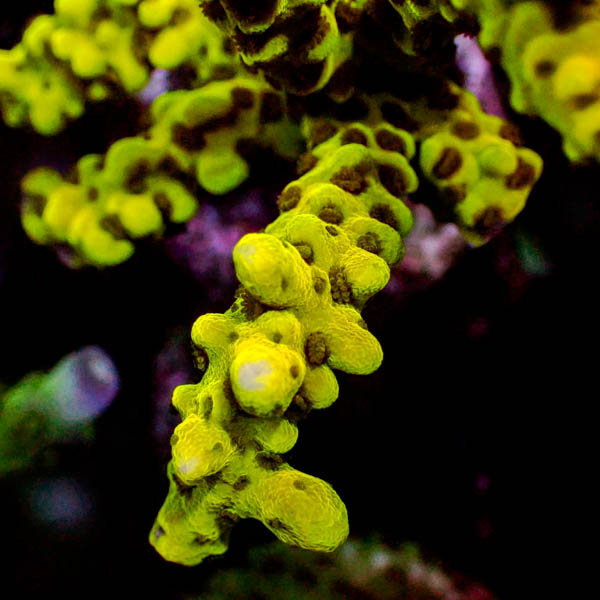Anacropora Sp