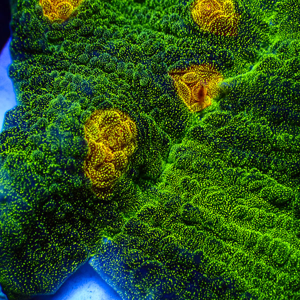 Chalice John Deere Frag 01