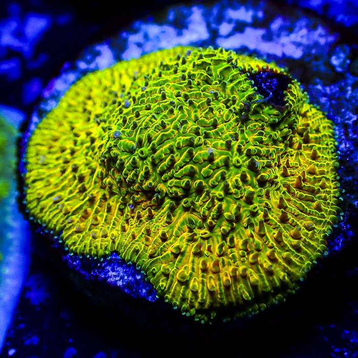 Leptoseris Crafted Yellow