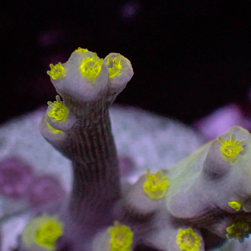 Speciosa Flaming Sunrise Frag 04