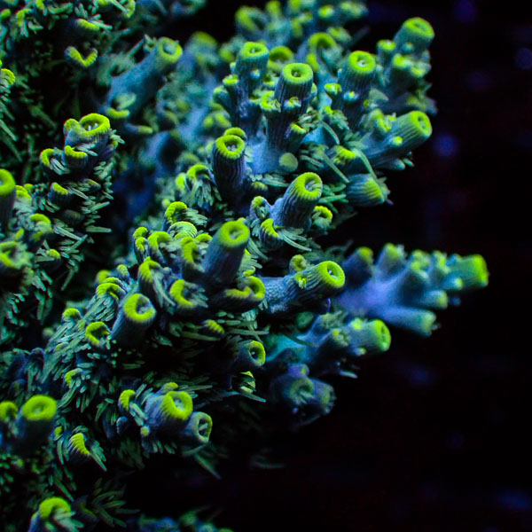 Acropora Blau Grün