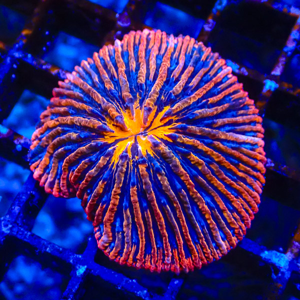 Fungia MC Blue Volcano