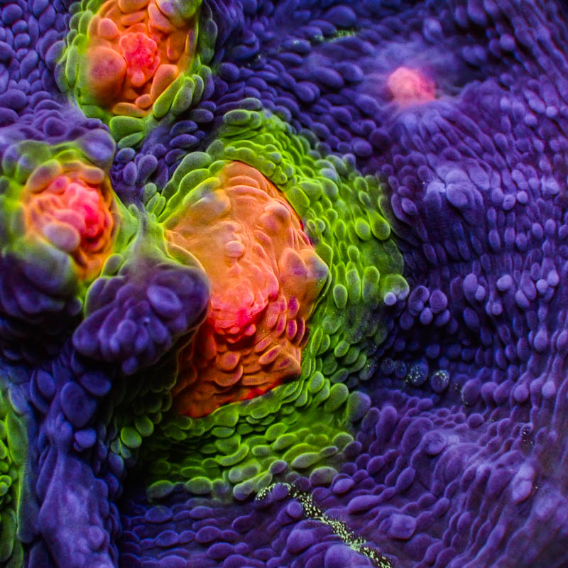 Chalice Purple Neon – Orangene Münder & giftgrünes Edge