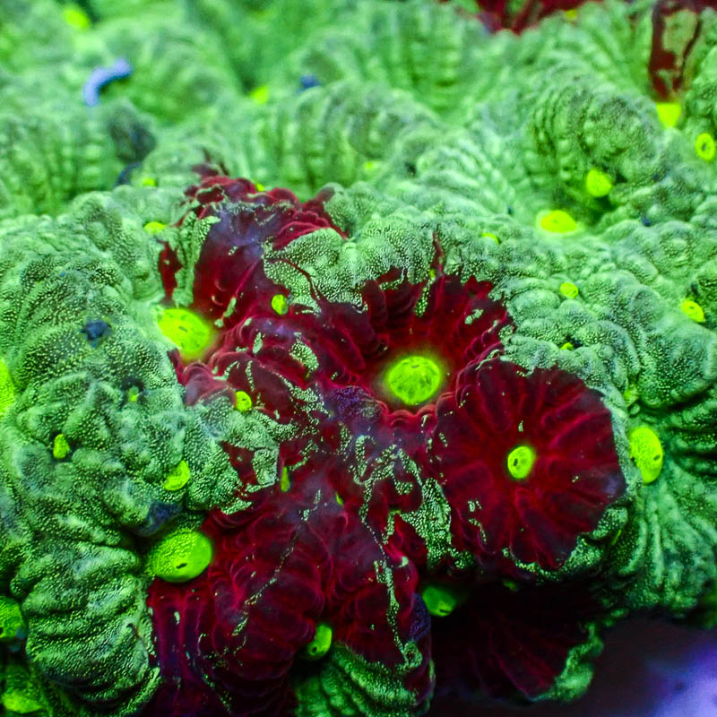 Favia Grün – Weinrot crafted mit hellgrünen Mündern