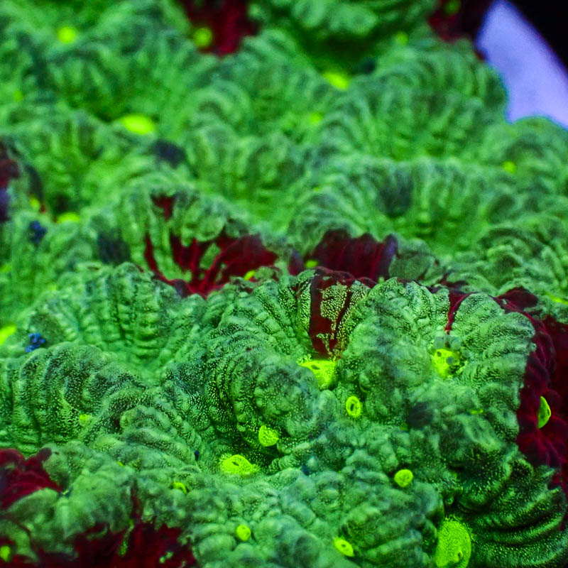 Favia Grün – Weinrot crafted mit hellgrünen Mündern