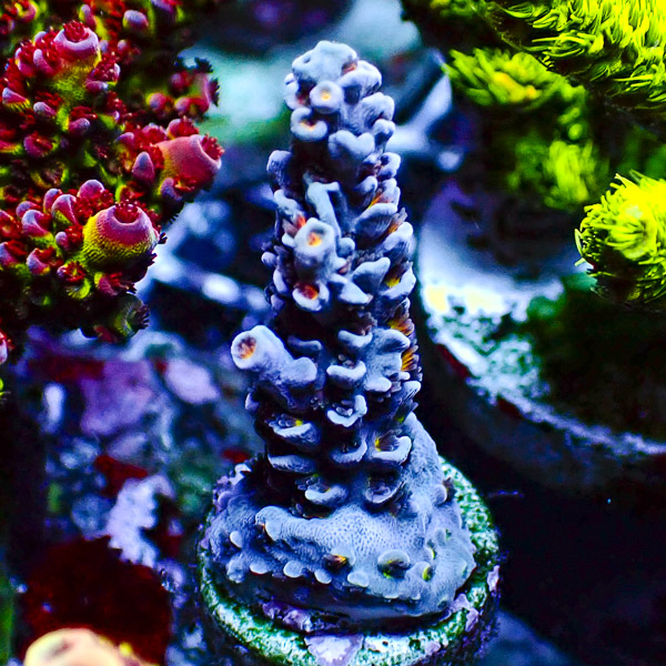 Acropora Mille Blau/Rot/Gelb