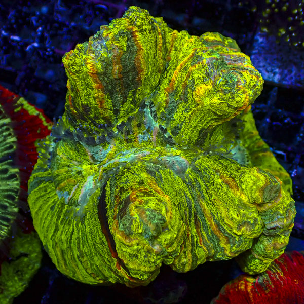 Trachyphyllia MC Imperial Lime