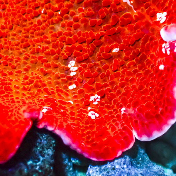 Rhodactis MC Frozen Lava