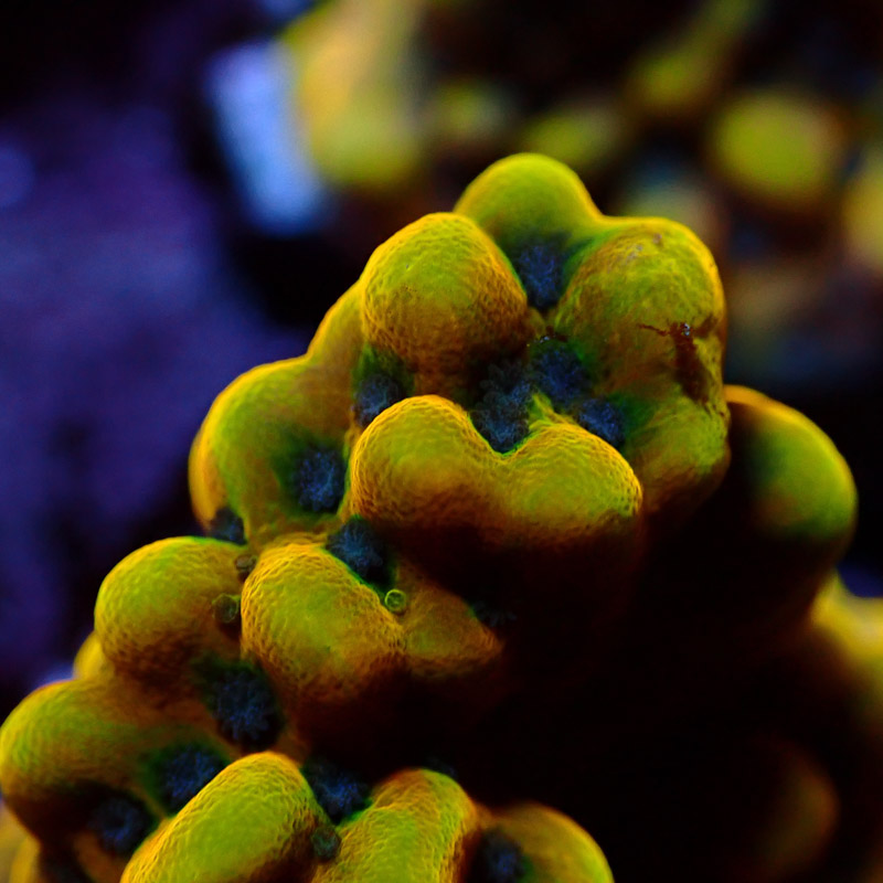 Montipora Crazy T. Frag 11