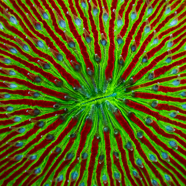 Fungia MC Fireline Glow