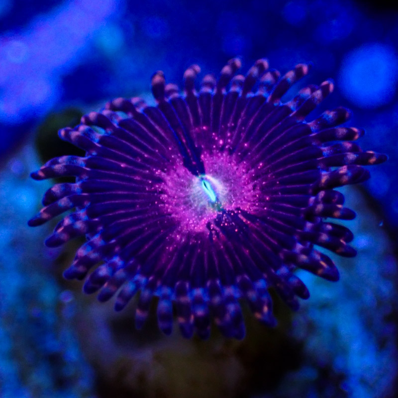 Zoanthus MC Playboy Bunny