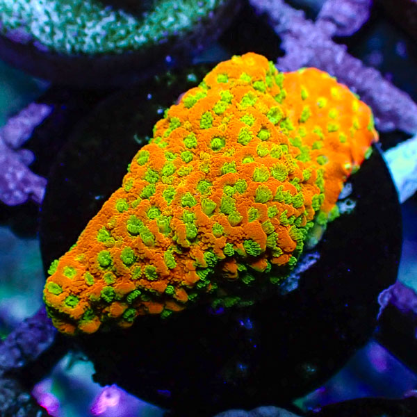 Montipora MC Gold Rush