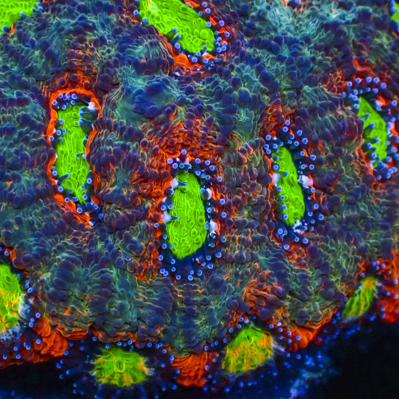 Acanthastrea Echinata
