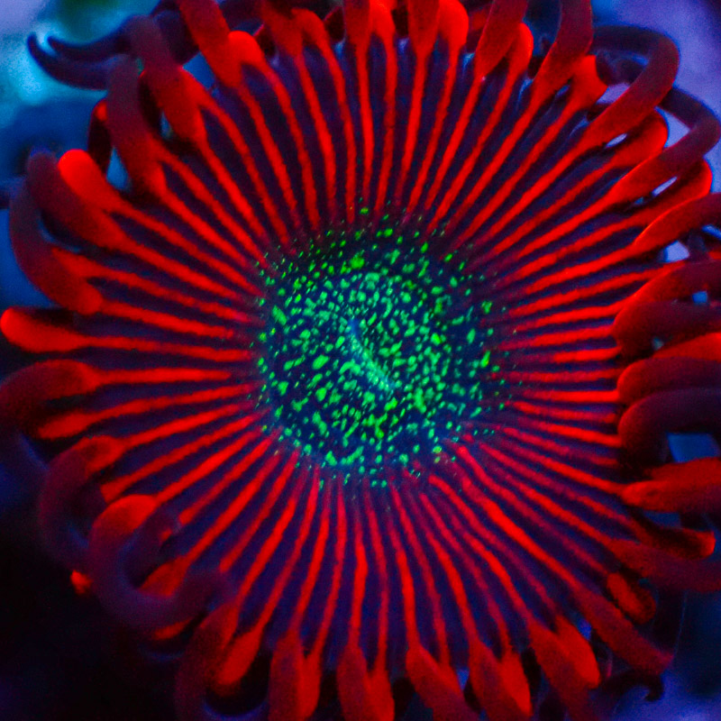 Zoanthus MC Cinder US-Style