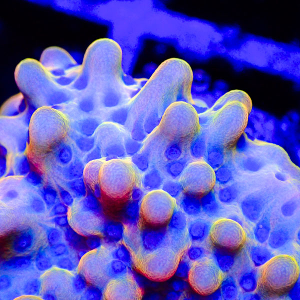 Montipora MC Pastel Nova