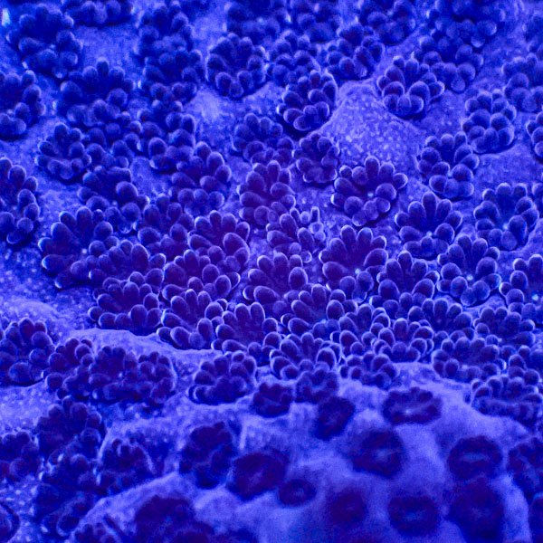 Montipora MC Sapphire Storm