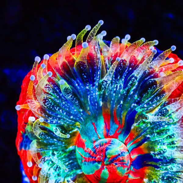 Scolymia MC Blue Plasma