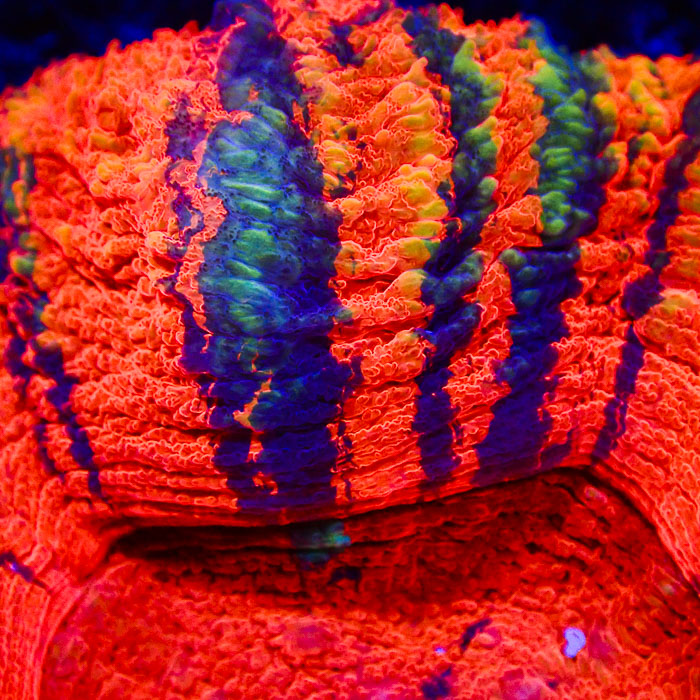 Scolymia MC Orange Monster Eye