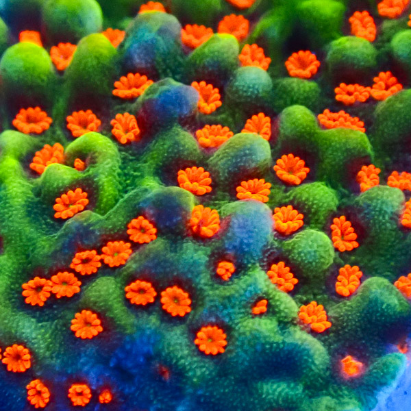 Montipora MC Jungle Fire NZ