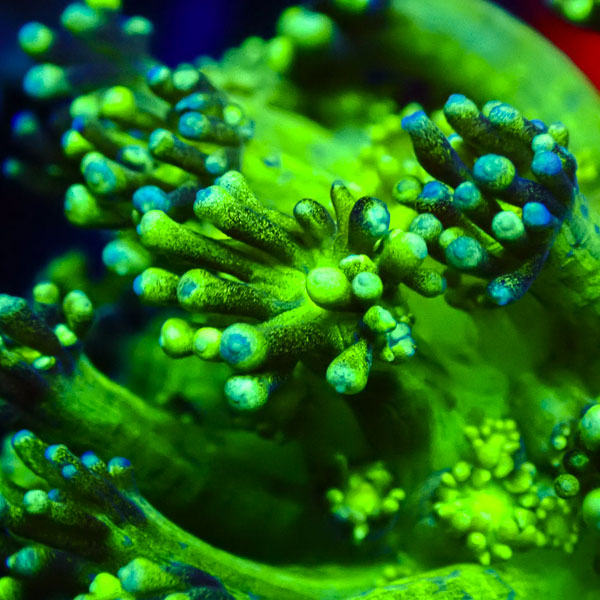 Alveopora MC Lime Sprinkles NZ CTO