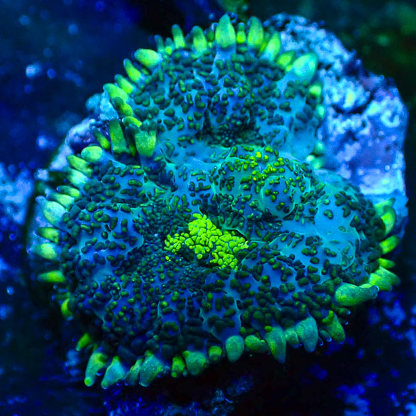 Rhodactis MC Blue Mirage Pulse