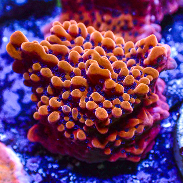 Montipora MC JF Slow Burner