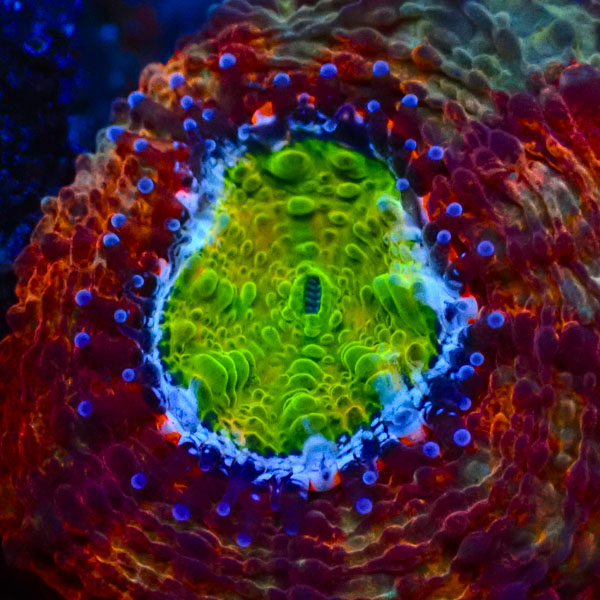 Acan Echinata Agent Orange