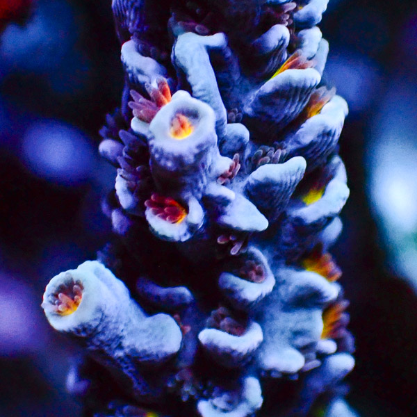 Acropora Mille Blau/Rot/Gelb