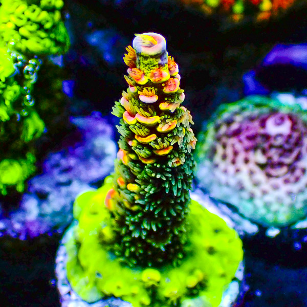 Acropora Grün/Orange/Gelb