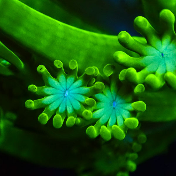 Alveopora MC Neon Hydra NZ CTO