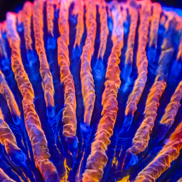Fungia MC Blue Volcano