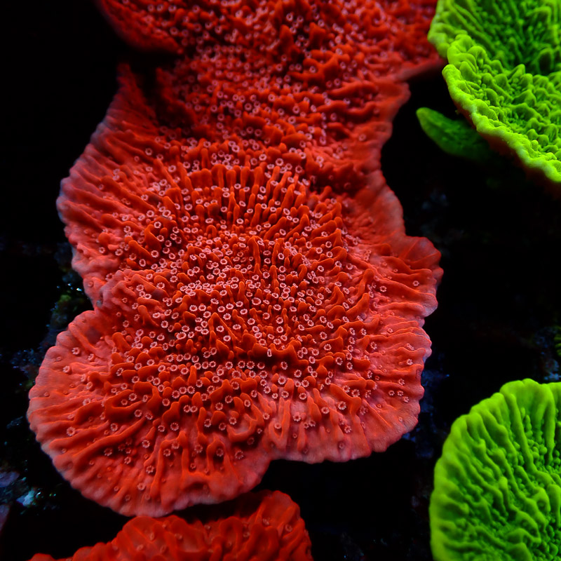 Montipora Rot Frag 16
