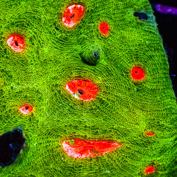 Chalice MC Nuclear Venomline