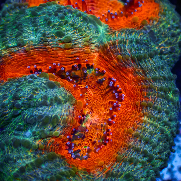 Lobophyllia MC Mandarin Prism Frag 03