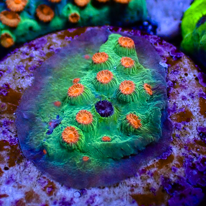 Cyphastrea Meteor Shower Frag 02