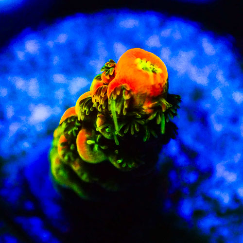 Acropora MC Mango Fusion
