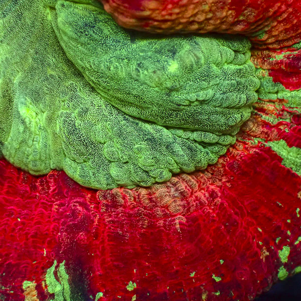 Trachyphyllia MC Poison Apple