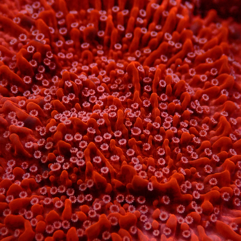 Montipora Rot Frag 16