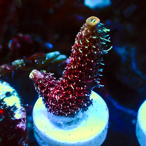 Acropora Mille Ultra Rot