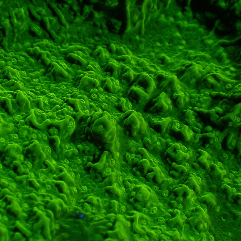 Montipora Grün Frag 02