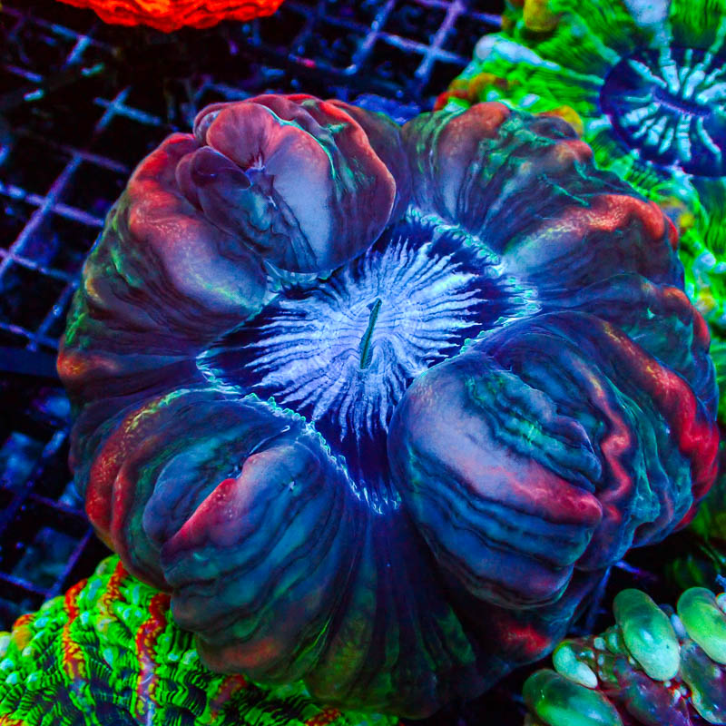 Cynarina MC Electric Blue